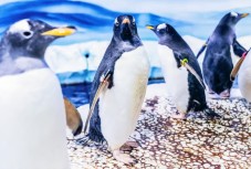 SEA LIFE London Tickets for Two