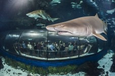Aquarium of Barcelona - adult 