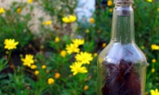 Let’s make Hierbas: guided tour in Mallorca with liquor tasting